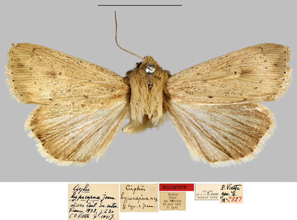 /filer/webapps/moths/media/images/H/hypocapna_Cirphis_HT_MNHN.jpg