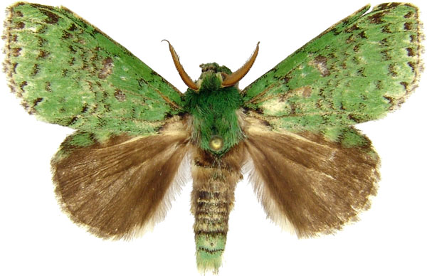 /filer/webapps/moths/media/images/H/hypochloe_Sidisca_AM_MCJM.jpg