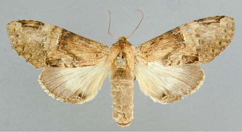 /filer/webapps/moths/media/images/H/hypochlora_Acrasiella_A_RMCA.jpg