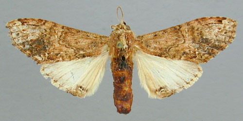/filer/webapps/moths/media/images/H/hypochlora_Acrasiella_PT_RMCA.jpg