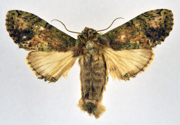 /filer/webapps/moths/media/images/H/hypochlora_Stemmatophalera_AM_NHMO.jpg