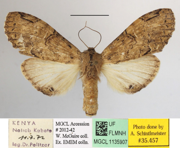 /filer/webapps/moths/media/images/H/hypochlora_Stemmatophalera_A_MGCLa_01.JPG