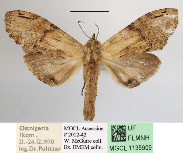 /filer/webapps/moths/media/images/H/hypochlora_Stemmatophalera_A_MGCLa_02.JPG