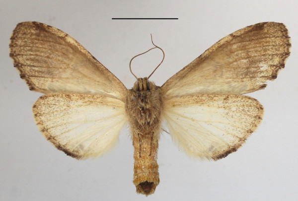 /filer/webapps/moths/media/images/H/hypochlora_Stemmatophalera_A_MGCLb_01.JPG
