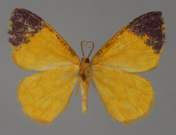/filer/webapps/moths/media/images/H/hypocrypta_Xanthodura_A_ZSM_01.jpg