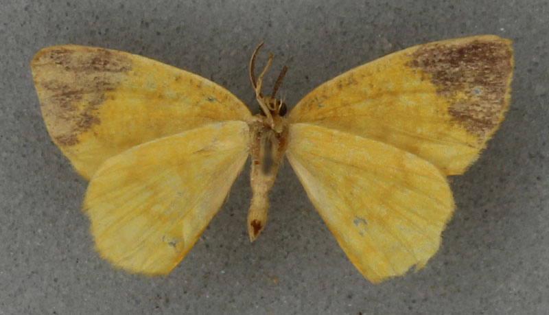 /filer/webapps/moths/media/images/H/hypocrypta_Xanthodura_HT_BMNHb.jpg