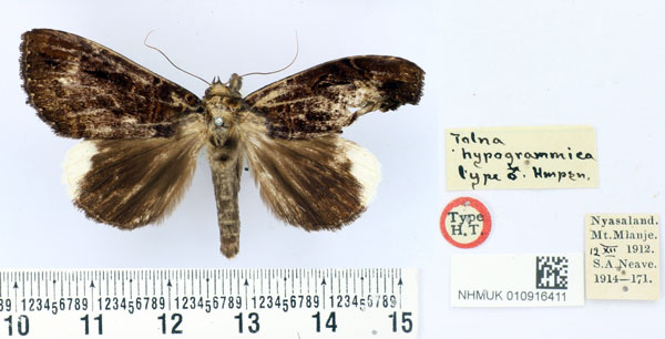 /filer/webapps/moths/media/images/H/hypogrammica_Tolna_HT_BMNH.jpg