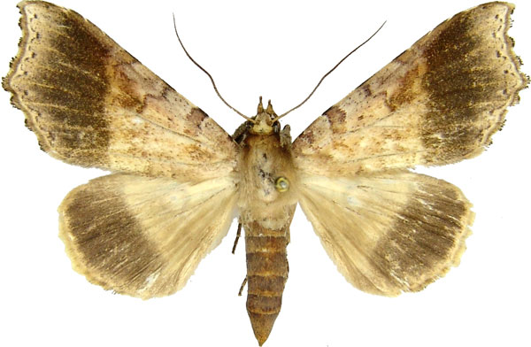 /filer/webapps/moths/media/images/H/hypographa_Pseudogiria_AF_MCJM.jpg
