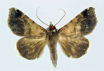 /filer/webapps/moths/media/images/H/hypographa_Pseudogiria_AF_Poirrier.jpg