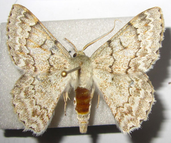 /filer/webapps/moths/media/images/H/hypoleucaria_Pingasa_A_Bippus.jpg