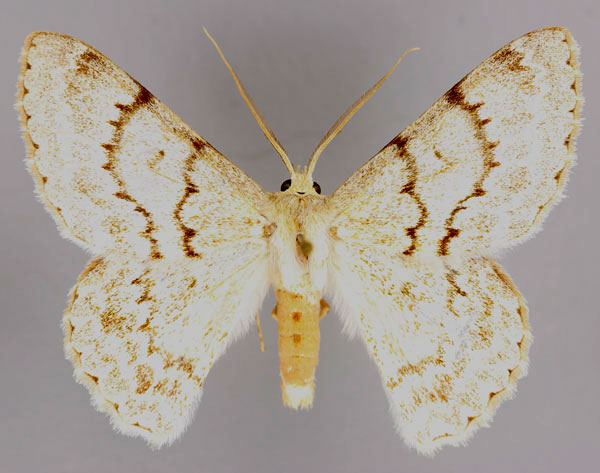 /filer/webapps/moths/media/images/H/hypoleucaria_Pingasa_A_ZSM_01.jpg