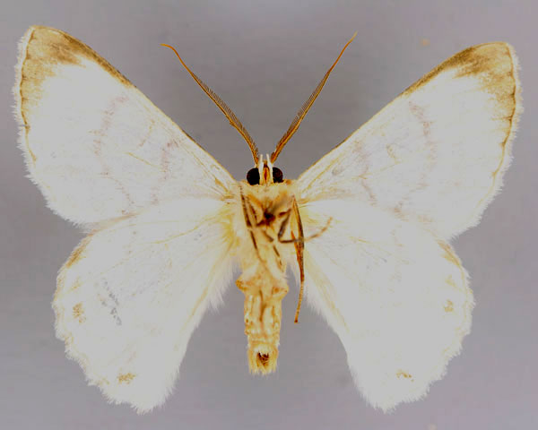 /filer/webapps/moths/media/images/H/hypoleucaria_Pingasa_A_ZSM_02.jpg