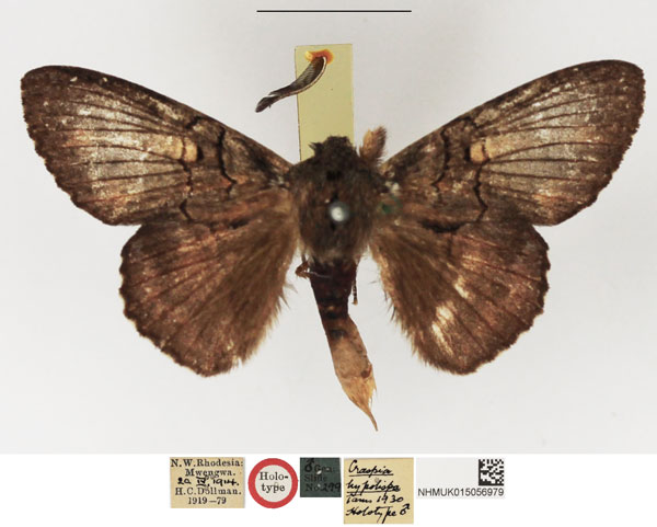 /filer/webapps/moths/media/images/H/hypolispa_Craspia_HT_NHMUK.jpg