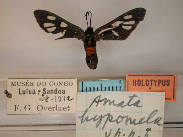 /filer/webapps/moths/media/images/H/hypomela_Amata_HT_RMCA_01.jpg