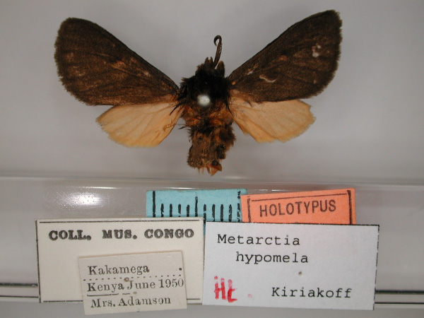 /filer/webapps/moths/media/images/H/hypomela_Metarctia_HT_RMCA_01.jpg