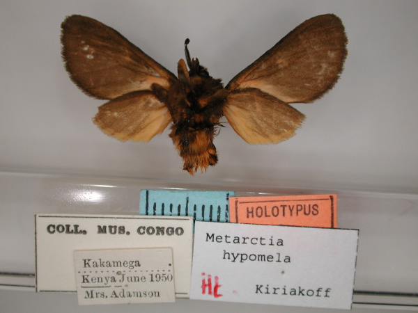 /filer/webapps/moths/media/images/H/hypomela_Metarctia_HT_RMCA_02.jpg