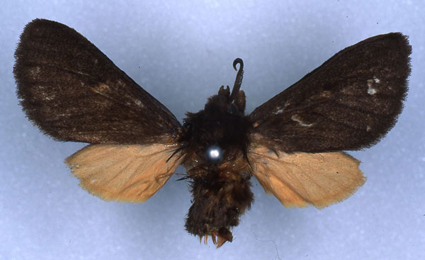/filer/webapps/moths/media/images/H/hypomela_Metarctia_HT_RMCA_03.jpg