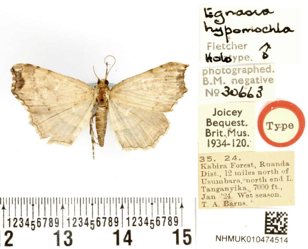 /filer/webapps/moths/media/images/H/hypomochla_Egnasia_HT_BMNH.jpg