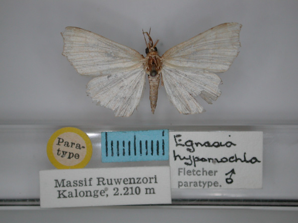 /filer/webapps/moths/media/images/H/hypomochla_Egnasia_PT_RMCA_01.jpg