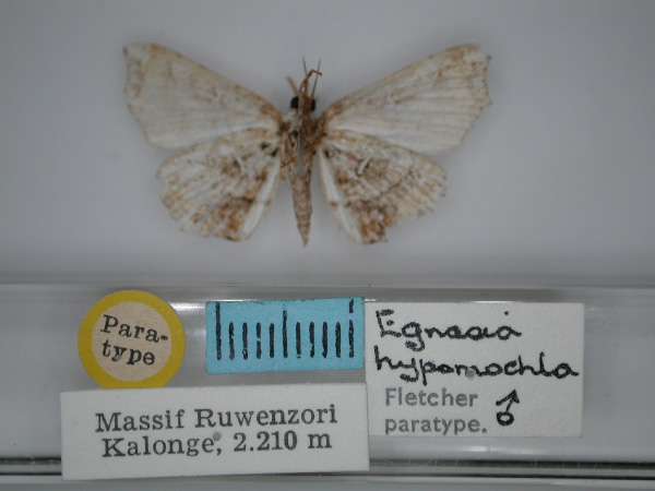 /filer/webapps/moths/media/images/H/hypomochla_Egnasia_PT_RMCA_02.jpg