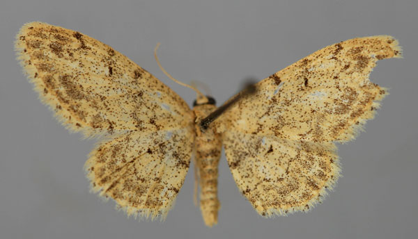 /filer/webapps/moths/media/images/H/hypophautis_Idaea_A_ZSM_01.jpg