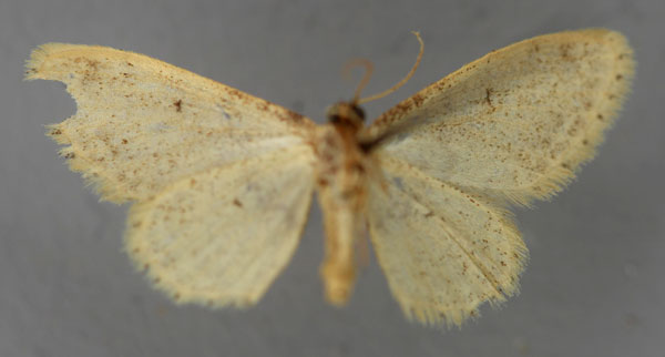 /filer/webapps/moths/media/images/H/hypophautis_Idaea_A_ZSM_02.jpg