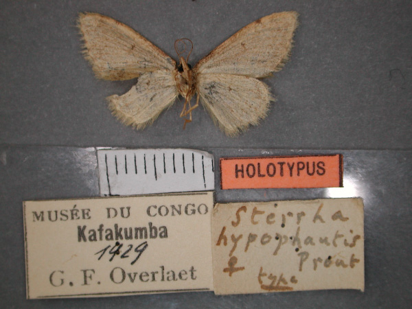 /filer/webapps/moths/media/images/H/hypophautis_Idaea_HT_RMCA_02.jpg