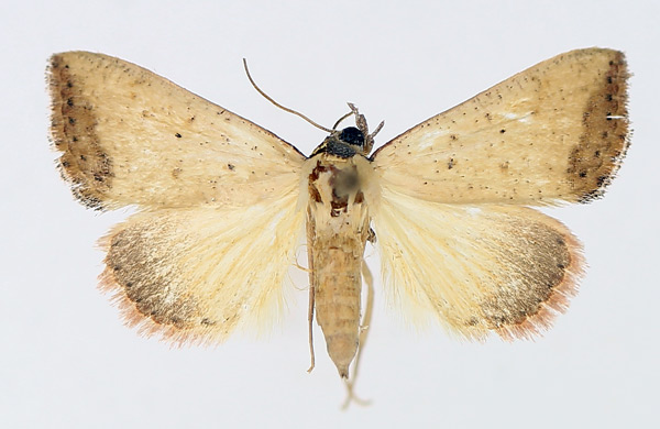 /filer/webapps/moths/media/images/H/hypopsamma_Phytometra_AF_TMSA_01.jpg