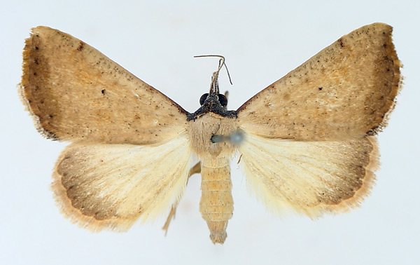 /filer/webapps/moths/media/images/H/hypopsamma_Phytometra_AM_TMSA_01.jpg
