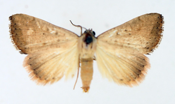 /filer/webapps/moths/media/images/H/hypopsamma_Phytometra_AM_TMSA_02.jpg