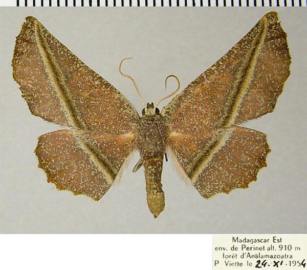 /filer/webapps/moths/media/images/H/hypopyrrha_Drepanogynis_AF_ZSM.jpg