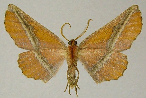 /filer/webapps/moths/media/images/H/hypopyrrha_Drepanogynis_AM_ZSMb.jpg