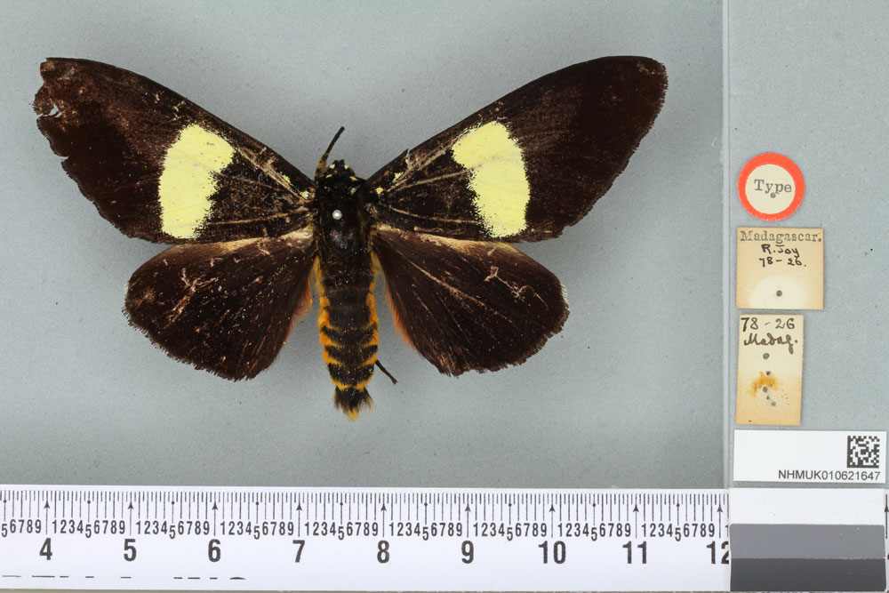 /filer/webapps/moths/media/images/H/hypopyrrha_Eusemia_HT_BMNHa.jpg