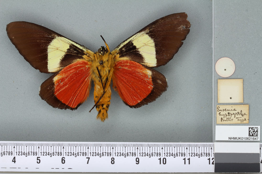 /filer/webapps/moths/media/images/H/hypopyrrha_Eusemia_HT_BMNHb.jpg
