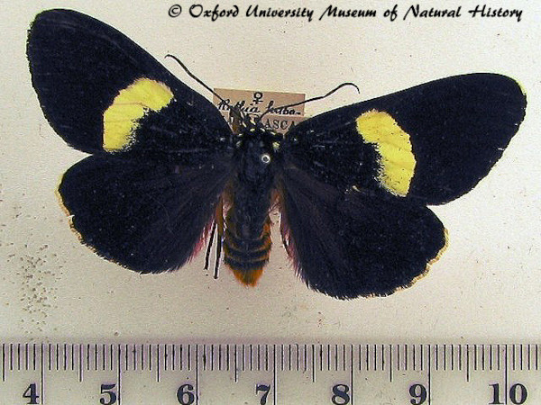 /filer/webapps/moths/media/images/H/hypopyrrha_Rothia_A_OUMNH.jpg