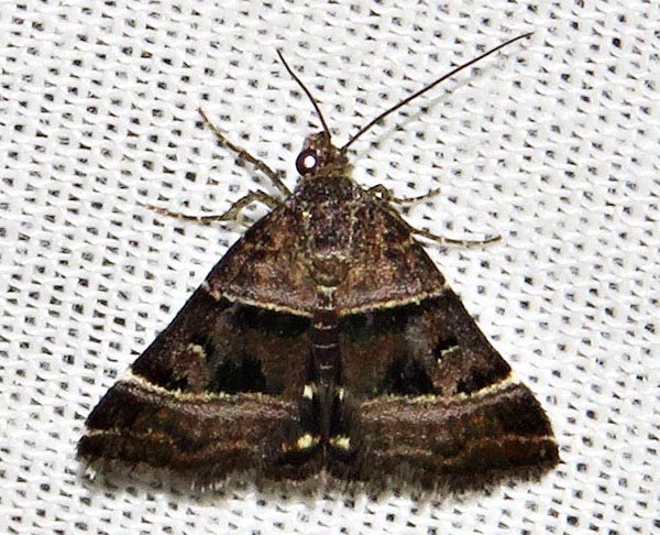 /filer/webapps/moths/media/images/H/hypotaenia_Ozarba_A_Braun_03.jpg