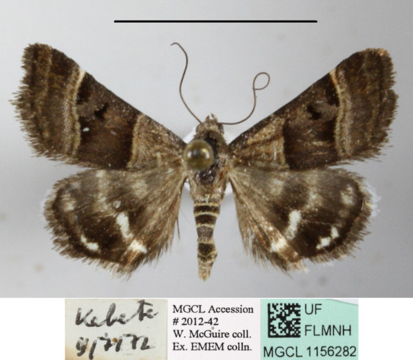 /filer/webapps/moths/media/images/H/hypotaenia_Ozarba_A_MGCLa_01.JPG