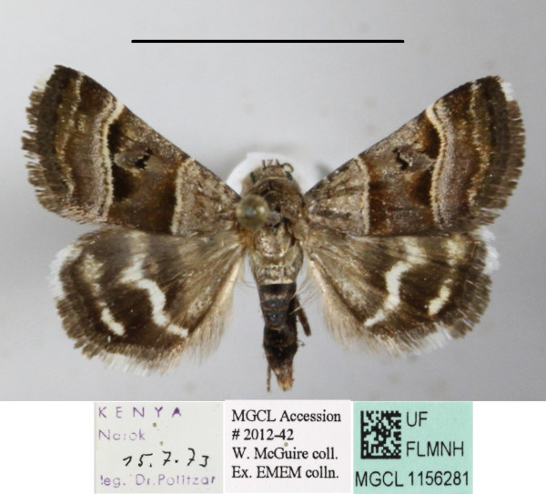 /filer/webapps/moths/media/images/H/hypotaenia_Ozarba_A_MGCLa_02.JPG