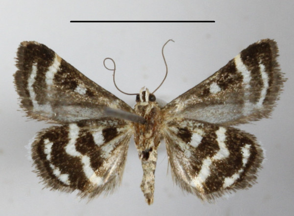 /filer/webapps/moths/media/images/H/hypotaenia_Ozarba_A_MGCLb_01.JPG