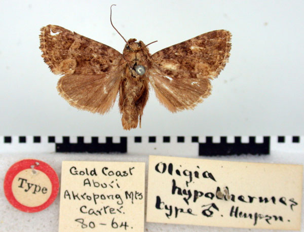 /filer/webapps/moths/media/images/H/hypothermes_Oligia_ST_BMNH.jpg