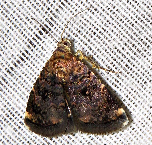 /filer/webapps/moths/media/images/H/hypoxantha_Acontiola_A_Braun_02.jpg