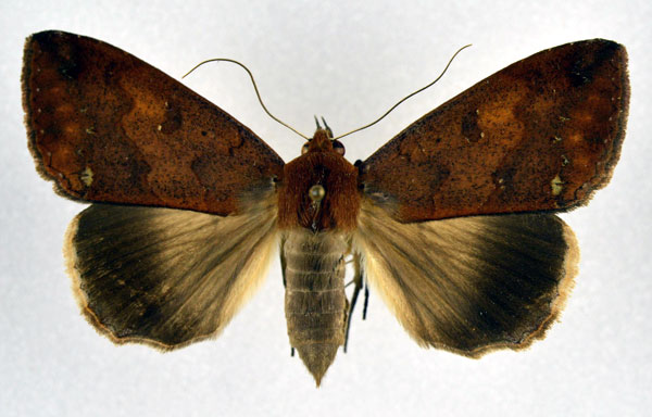 /filer/webapps/moths/media/images/H/hypoxantha_Ophiusa_A_NHMO.jpg
