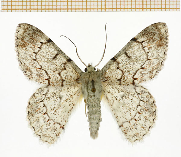 /filer/webapps/moths/media/images/H/hypoxantha_Pingasa_A_DePrins.jpg