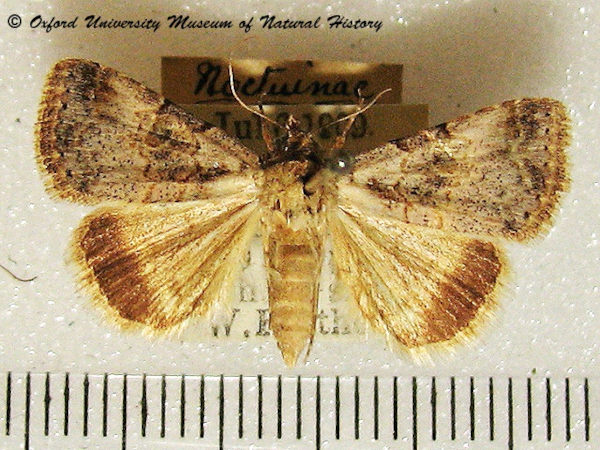 /filer/webapps/moths/media/images/H/hypoxantha_Plecoptera_A_OUMNH_02.jpg