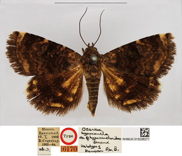 /filer/webapps/moths/media/images/H/hypoxanthoides_Ozarba_HT_NHMUK.jpg