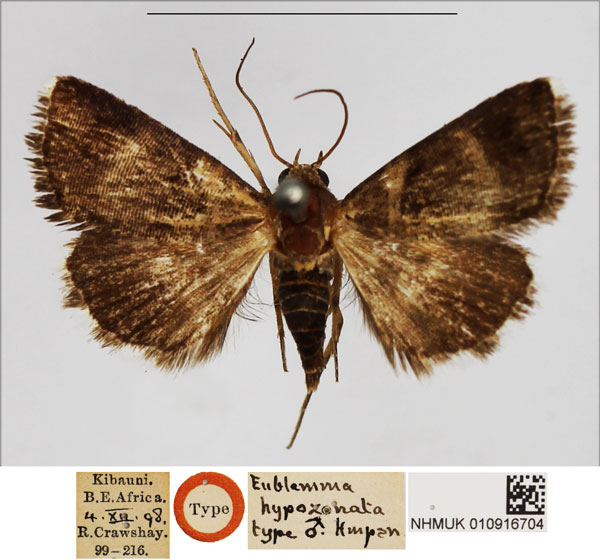 /filer/webapps/moths/media/images/H/hypozonata_Eublemma_HT_NHMUK.jpg