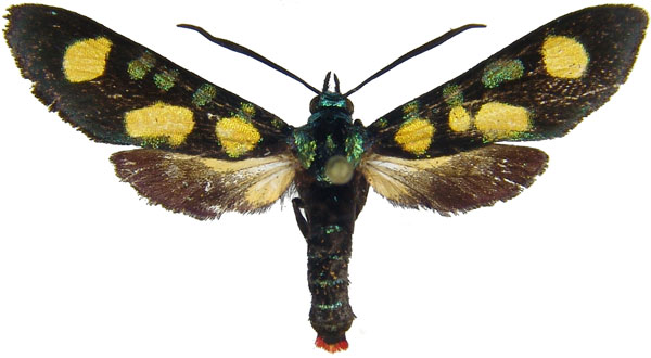 /filer/webapps/moths/media/images/H/hypparchus_Marmax_AM_MCJM.jpg