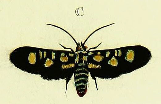 /filer/webapps/moths/media/images/H/hypparchus_Marmax_Cramer3_179_C.jpg