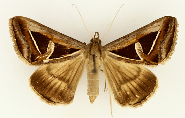 /filer/webapps/moths/media/images/H/hyppasia_Trigonodes_AF_TMSA_01.jpg