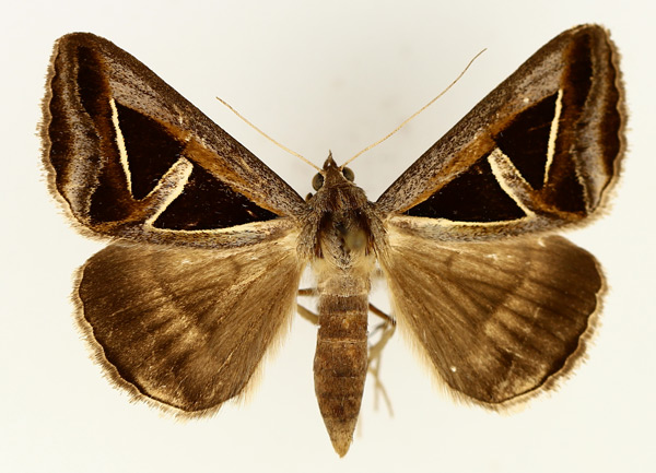 /filer/webapps/moths/media/images/H/hyppasia_Trigonodes_AF_TMSA_02.jpg
